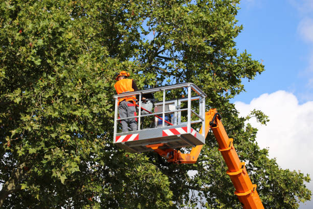 Best Hazardous Tree Removal  in Cedar Bluff, AL