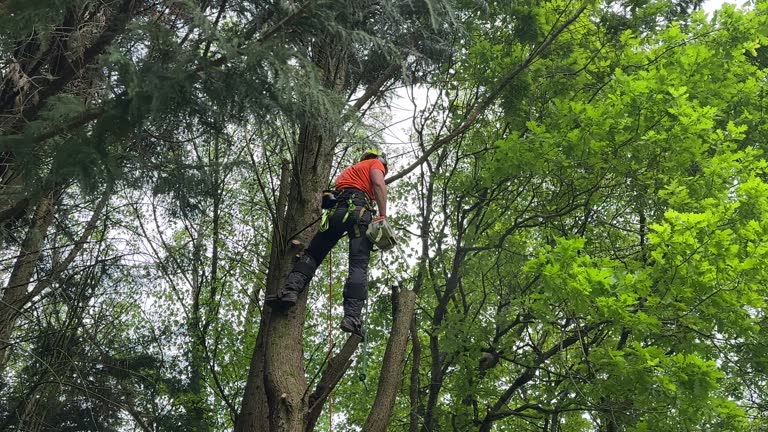 Soil Testing and Treatment in Cedar Bluff, AL