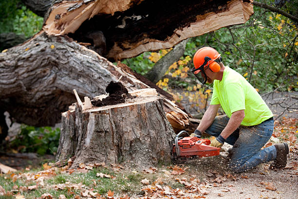 Best Seasonal Cleanup (Spring/Fall)  in Cedar Bluff, AL