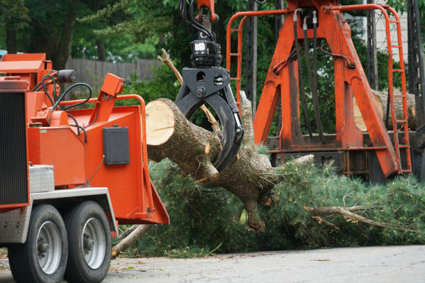 How Our Tree Care Process Works  in  Cedar Bluff, AL