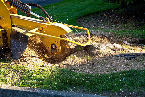 Lawn Pest Prevention in Cedar Bluff, AL