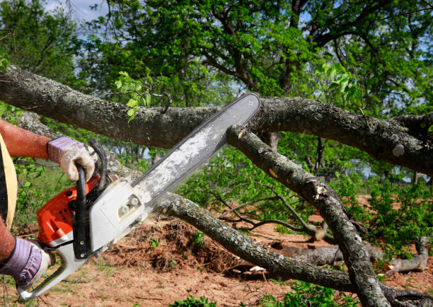 Reliable Cedar Bluff, AL Tree Removal Solutions